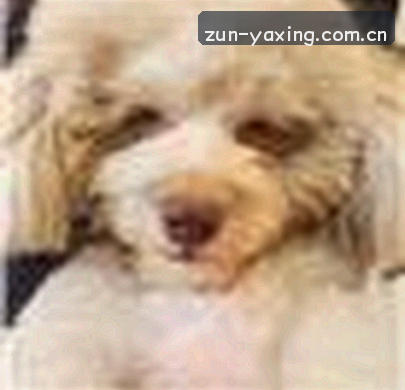 郑洁